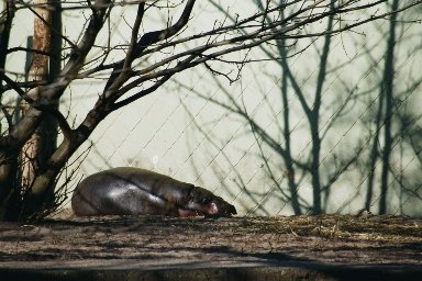 20030322412 blijdorp dwergnijlpaard